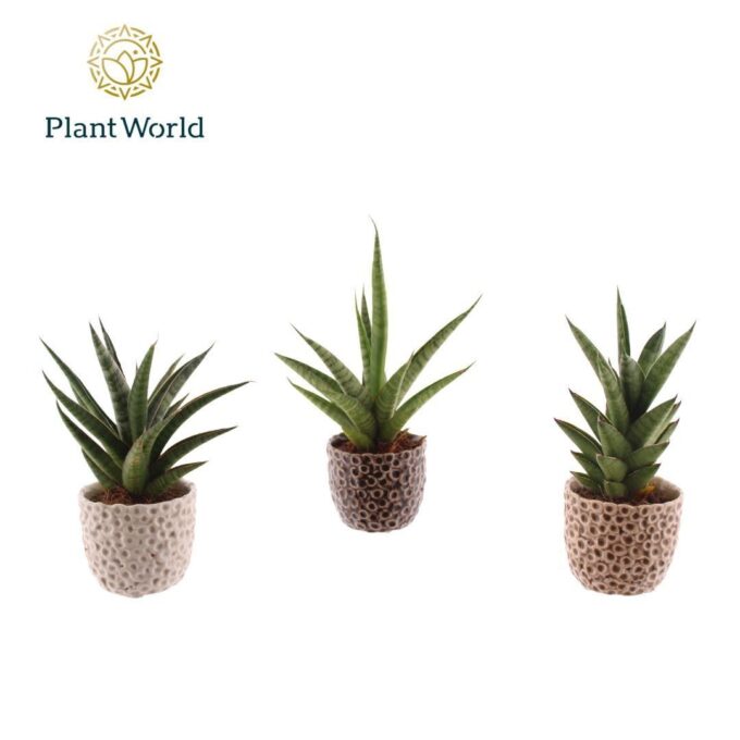 Sansevieria luxe mix in pot Lizzy