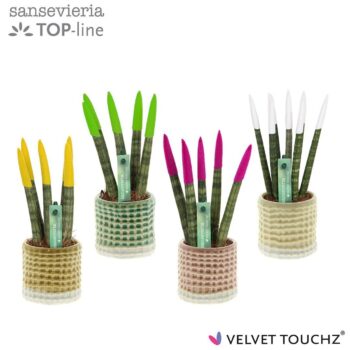 Sansevieria VELVET TOUCHZ® mix in pot Elsa