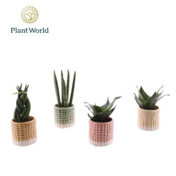 Sansevieria mix in pot Elsa