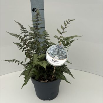 Athyrium niponicum 'Metallicum'