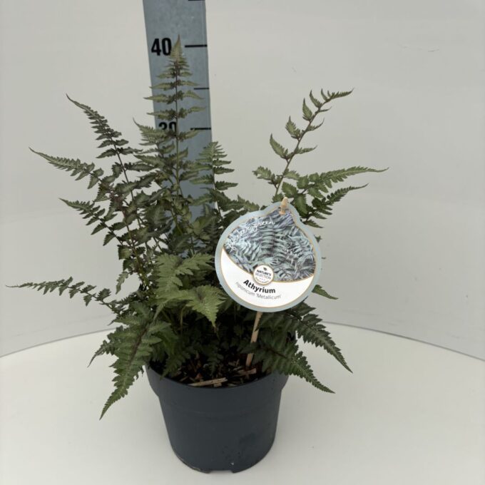 Athyrium niponicum 'Metallicum'