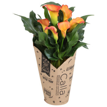 Zantedeschia Fireworks Calla oranje in kraft hoes