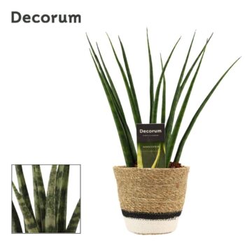 Sansevieria fernwood 12 cm in Hanoi mand wit (Deco-collection)