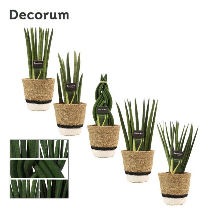 Sansevieria Cylindrica 12 cm mix in Hanoi mand wit (Deco-coll.)