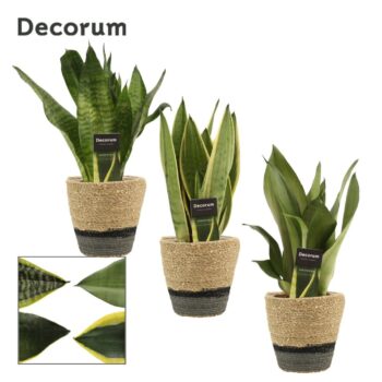 Sansevieria Super mix 12 cm in Hanoi mand grijs (Deco-collect.)