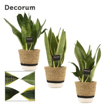 Sansevieria Super mix 12 cm in Hanoi mand wit (Deco-collection)
