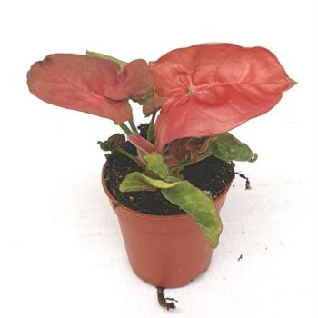 Syngonium 'New Dew'