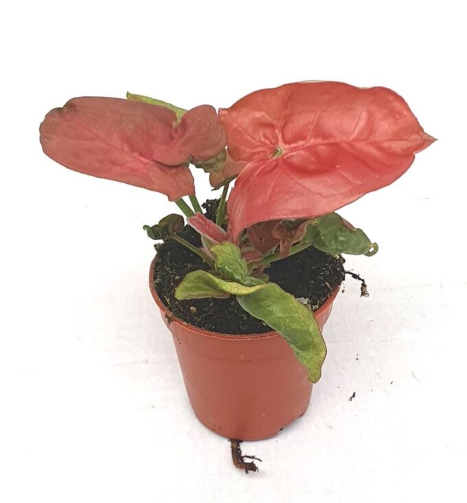 Syngonium 'New Dew'