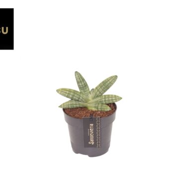 Sansevieria Inti Mini No. 5