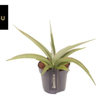 Sansevieria Comet Pastel Grey no. 2