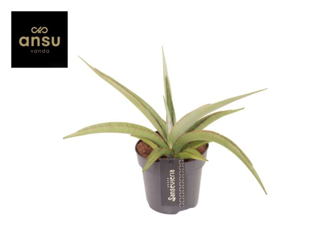 Sansevieria Comet Pastel Grey no. 2