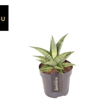 Sansevieria Star Mini Marble No. 2
