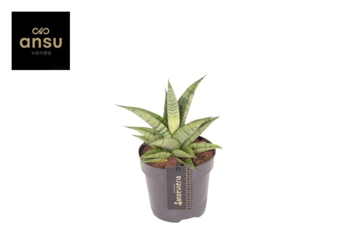 Sansevieria Star Mini Marble No. 2