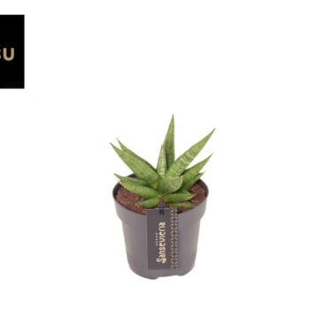 Sansevieria Comet Canoe No. 1
