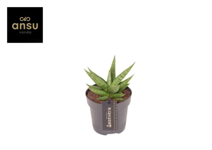 Sansevieria Comet Canoe No. 1