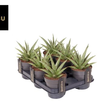 Sansevieria Comet Canoe No. 2