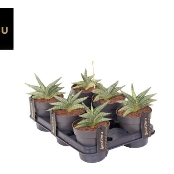 Sansevieria Inti Mini No. 1