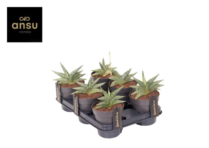 Sansevieria Inti Mini No. 1