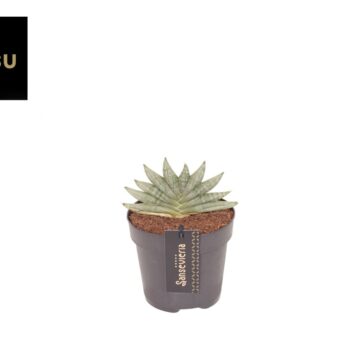 Sansevieria Inti Mini No. 3
