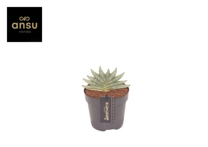 Sansevieria Inti Mini No. 3