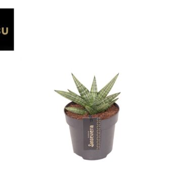 Sansevieria Inti Mini No. 4