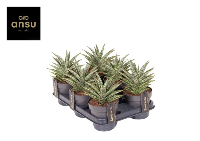 Sansevieria Comet Mini Queen No. 1