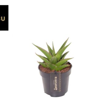 Sansevieria Comet Mini Amazon No. 1
