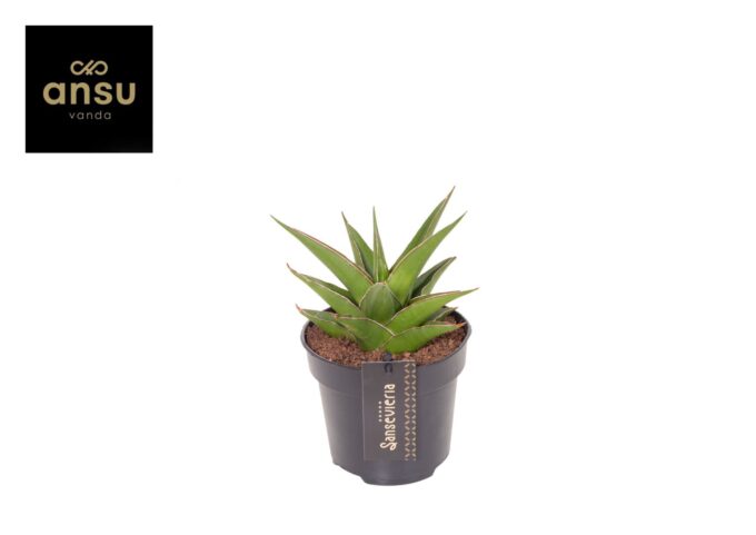 Sansevieria Comet Mini Amazon No. 1