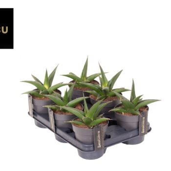 Sansevieria Comet Mini Amazon No. 2