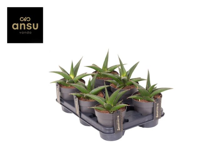 Sansevieria Comet Mini Amazon No. 2
