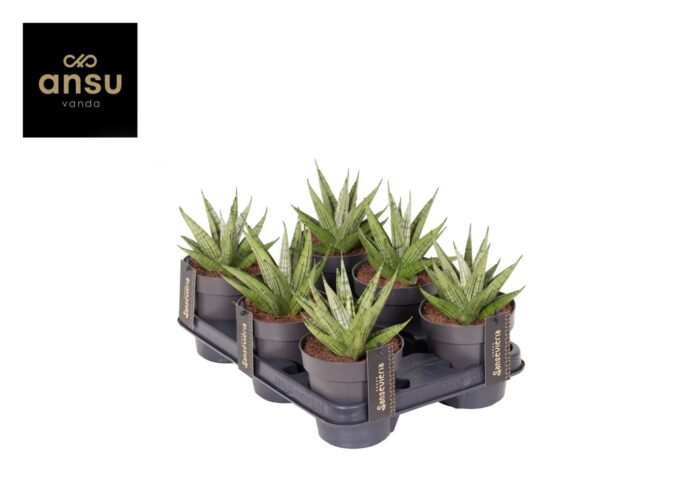 Sansevieria Comet Mini Queen No. 2