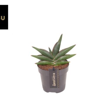 Sansevieria Almond jade No. 4