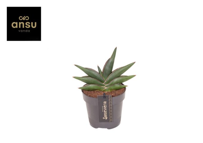 Sansevieria Almond jade No. 4