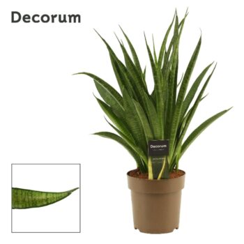 Sansevieria Lilliput 14 cm (Decorum)