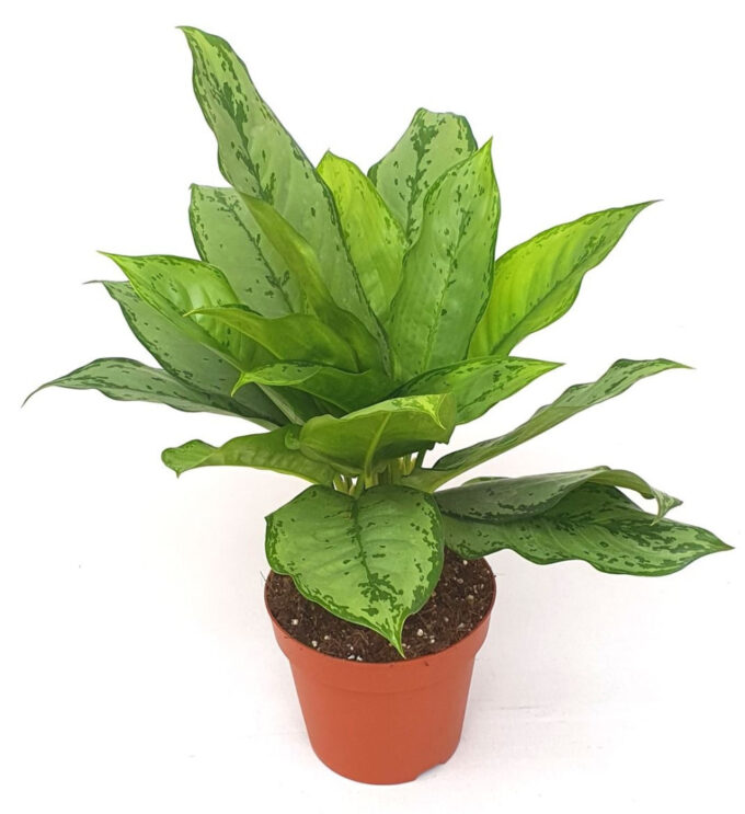 Aglaonema 'Freedman'