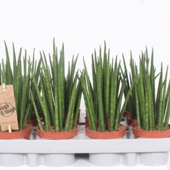 Sansevieria Mikado