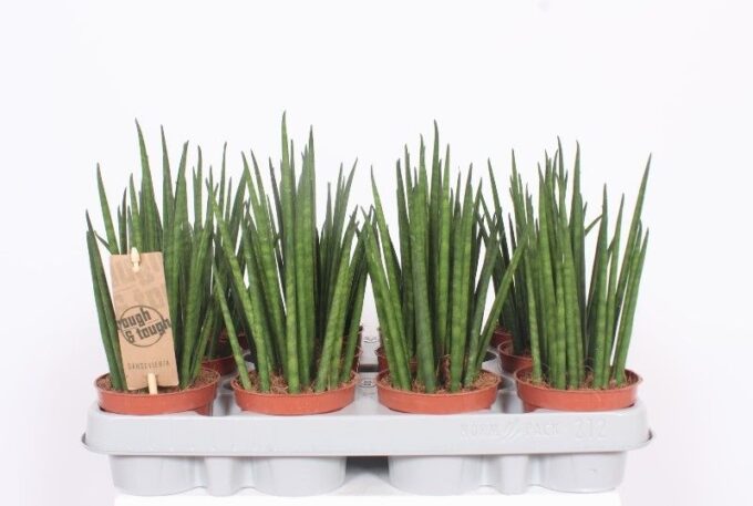 Sansevieria Mikado