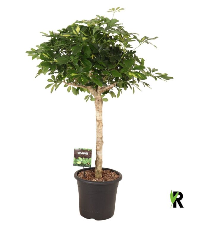Schefflera arb. Gold Capella op stam