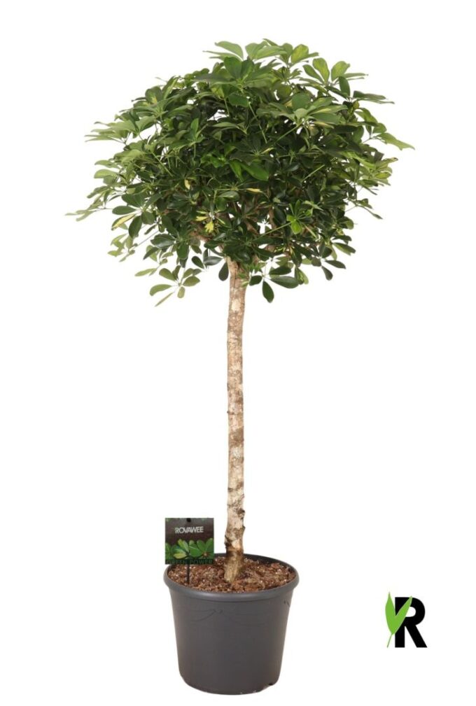 Schefflera arb. Gold Capella op stam
