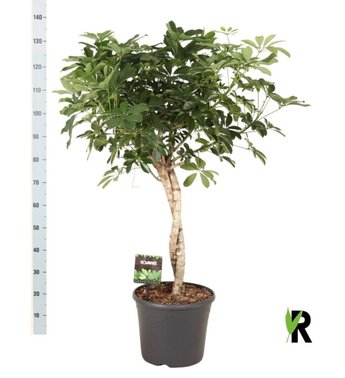Schefflera arb. Compacta twister