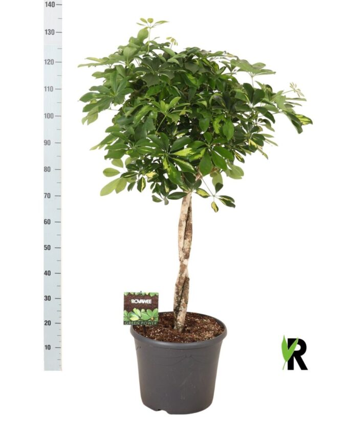 Schefflera arb. Gold Capella twister