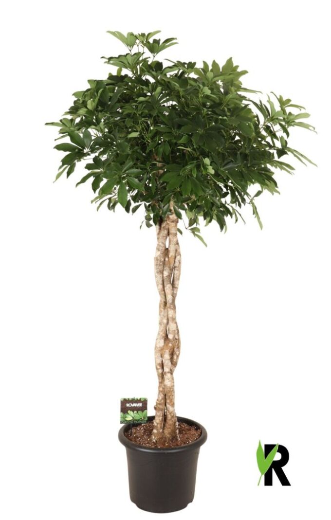 Schefflera arb. Compacta melted braid