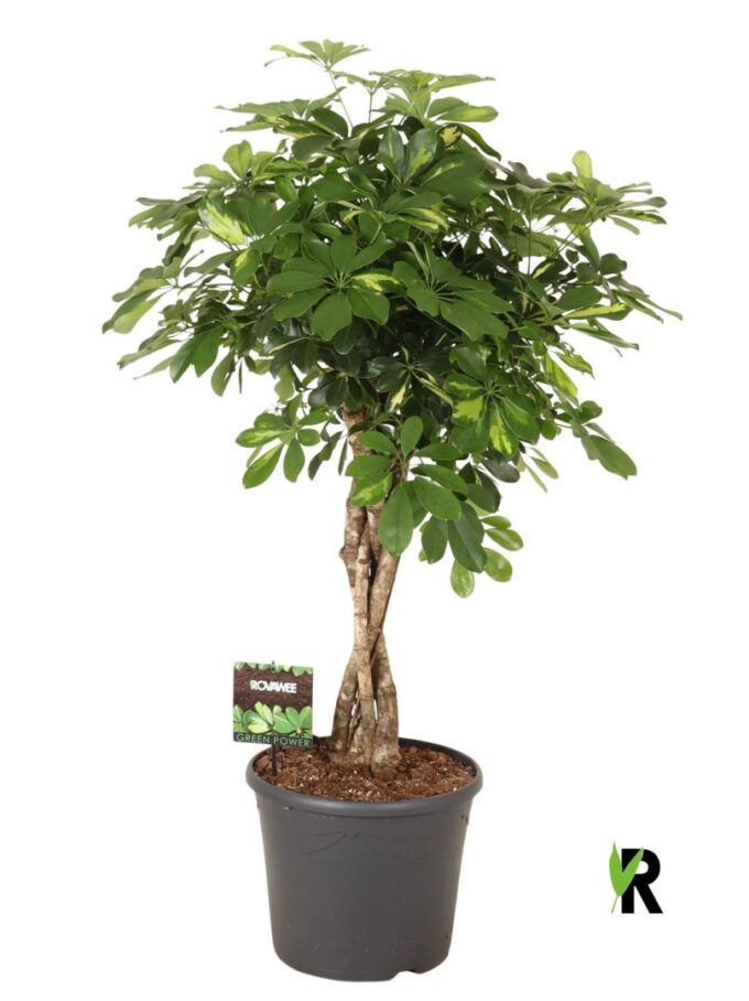 Schefflera arb. Gold Capella melted braid