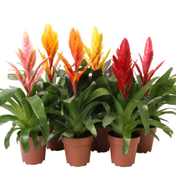 Vriesea Mix - 12cm