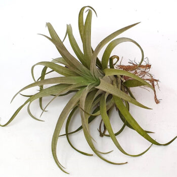 Tillandsia 'Capito'(51549)