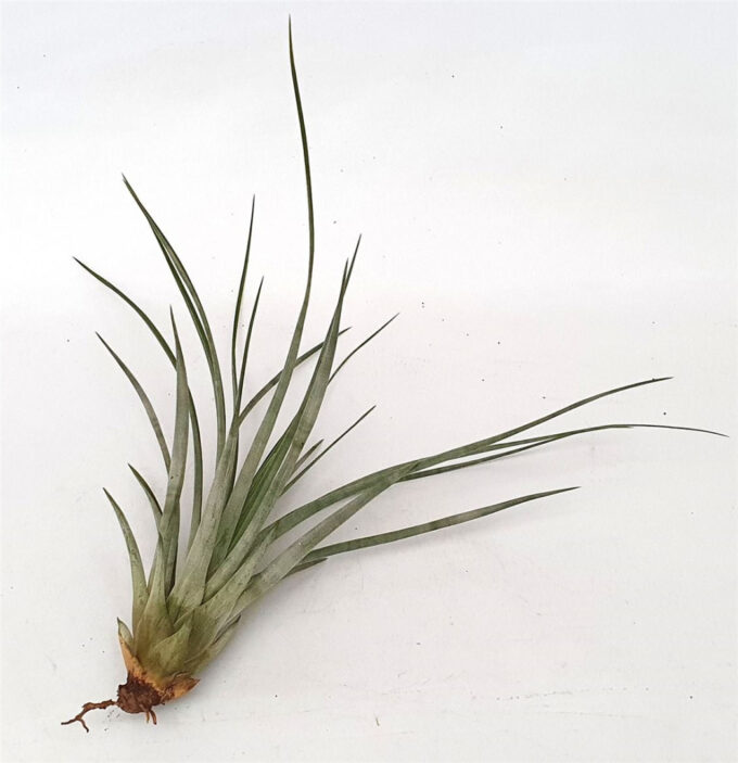 Tillandsia 'Pino'( 6400-A-03)