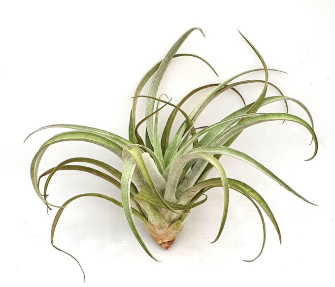 Tillandsia 'Chiapensis'