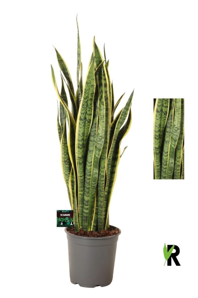 Sansevieria Laurentii