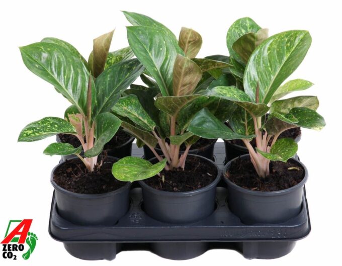 Aglaonema Apple Fantasy