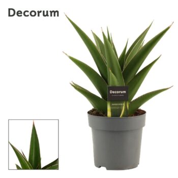Sansevieria Abbey crown 14 cm (Decorum)